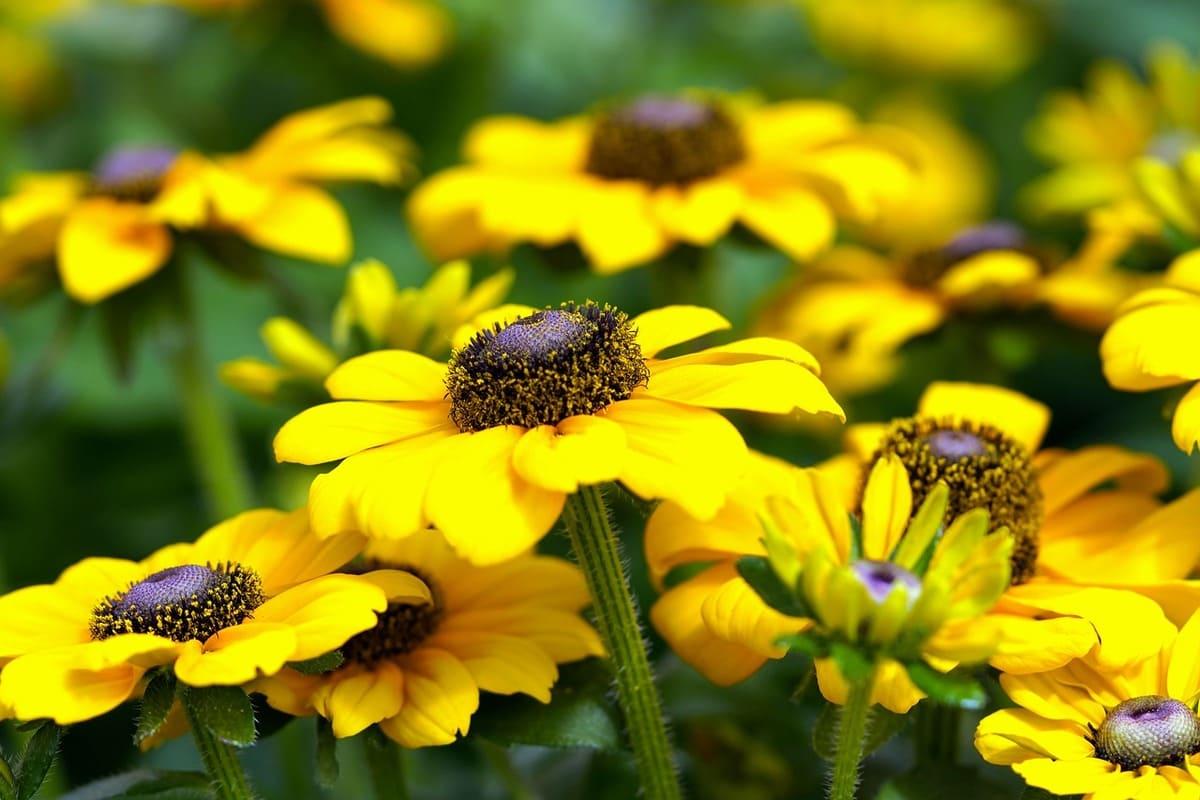 Jardines en otoño