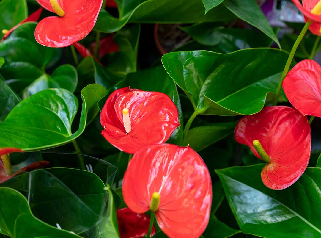 plantas para un jardín de macetas