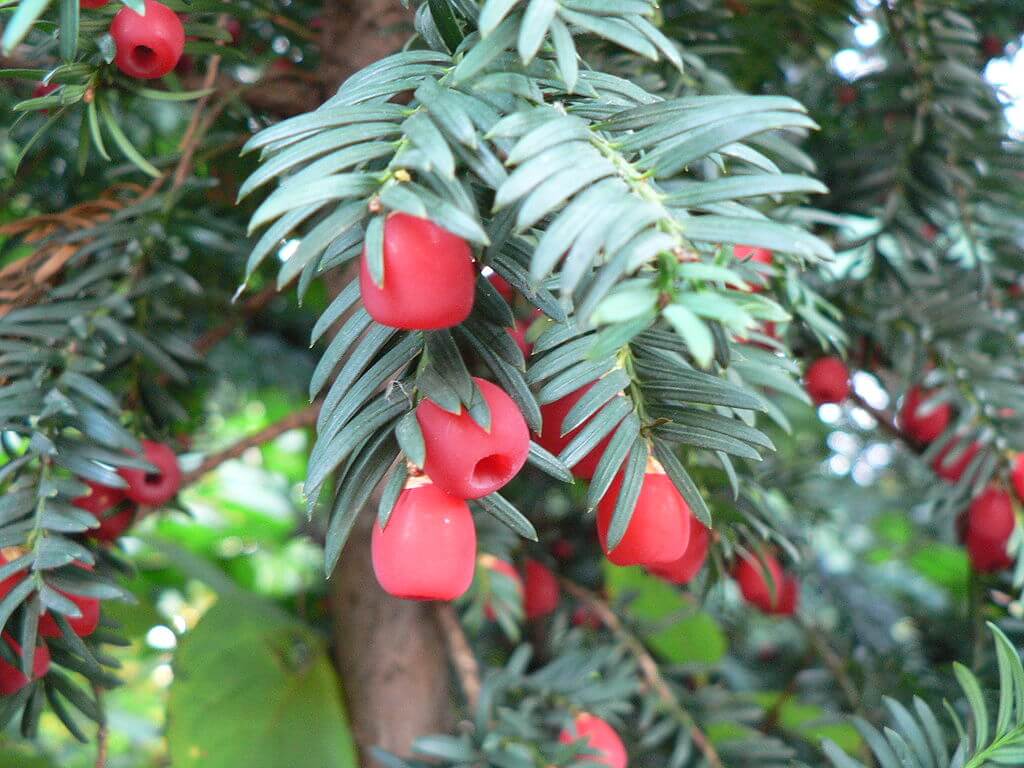 Jardín Botánico Atlántico