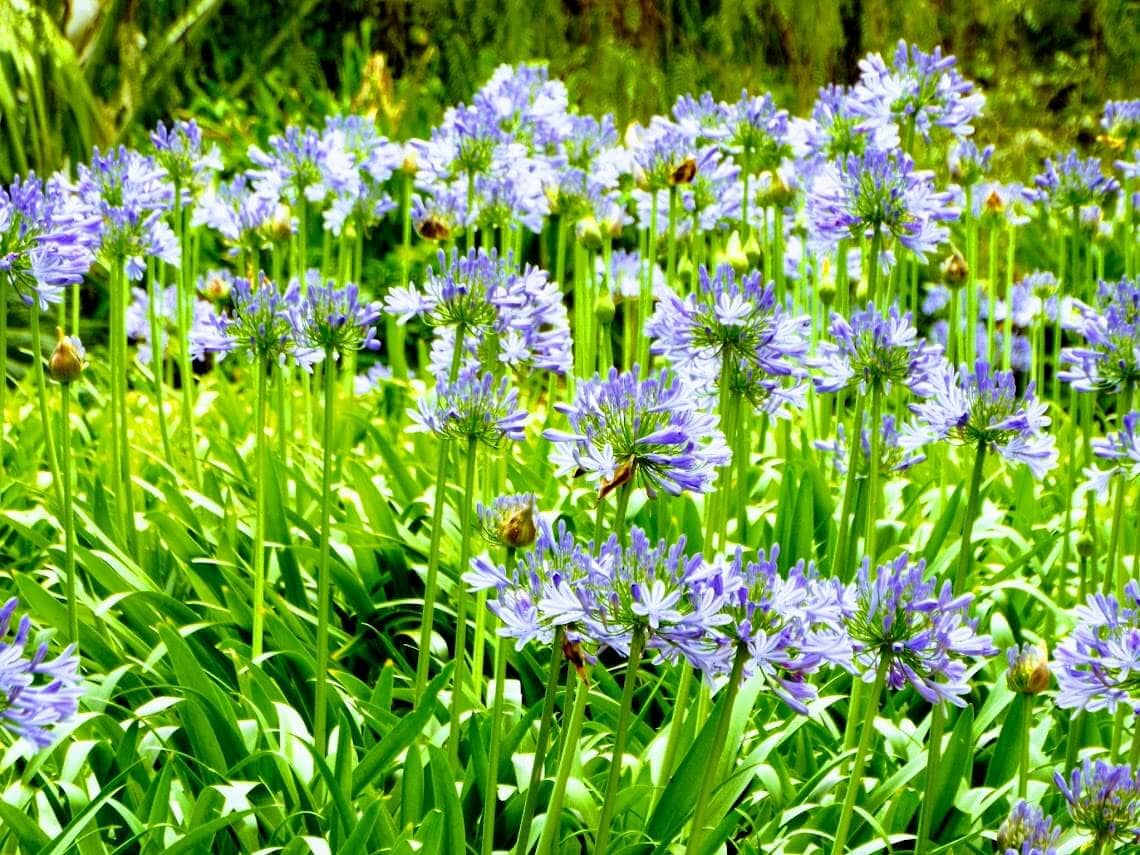 cuidar jardines en verano