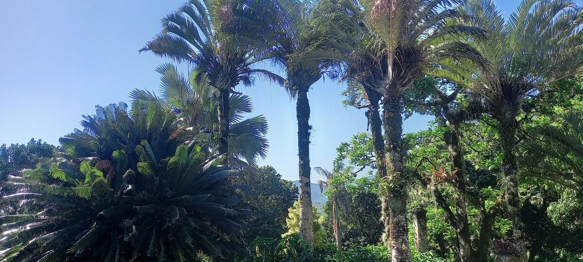 tipos de jardines botánicos