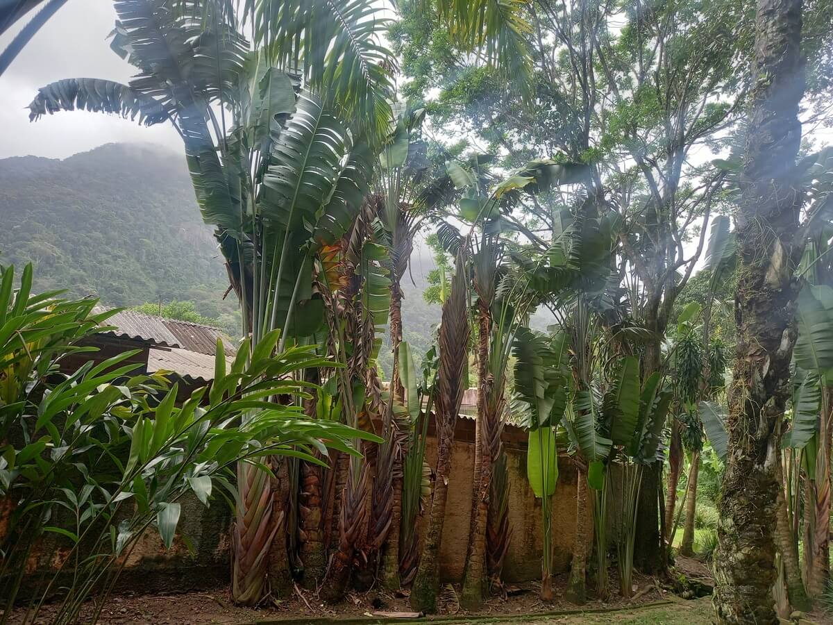 tipos de jardines botánicos