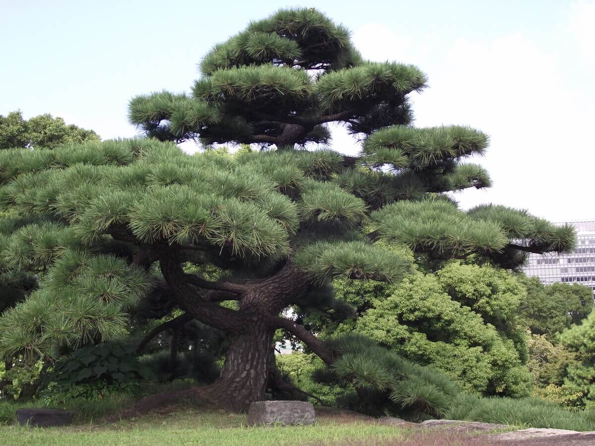 tipos de jardines botánicos