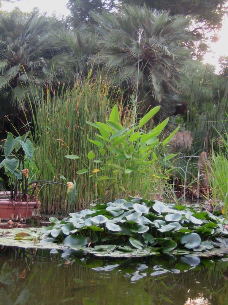 Jardín Botánico Universidad de Valencia