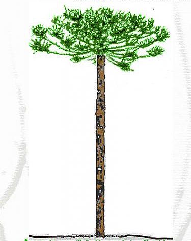 araucaria angustifolia