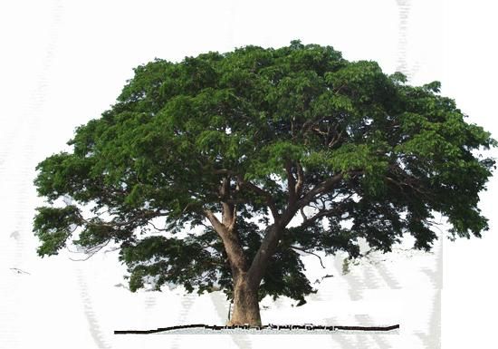 enterolobium Enterolobium cyclocarpum