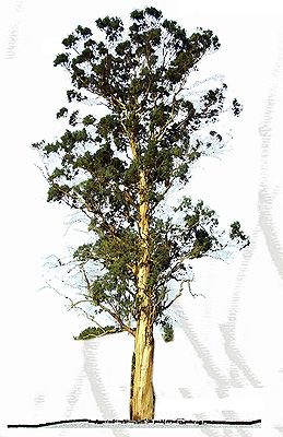 eucaliptus viminalis