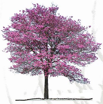 Tabebuia avellanedae