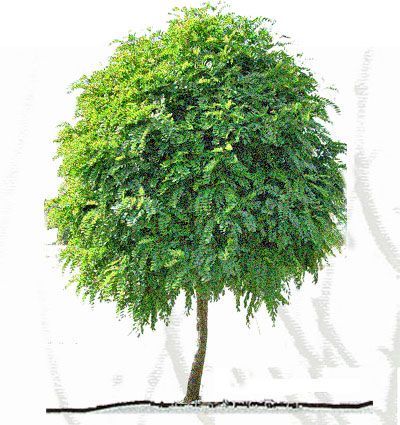 Robinia
