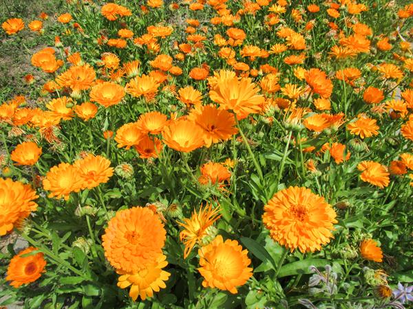 Calendula officinalis (Caléndula) Calendula officinalis (Caléndula)