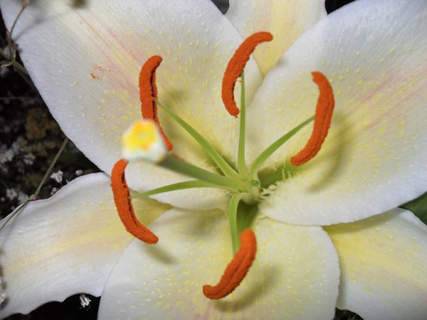 Flores nacionales de Europa . Lirio (Lilium)
