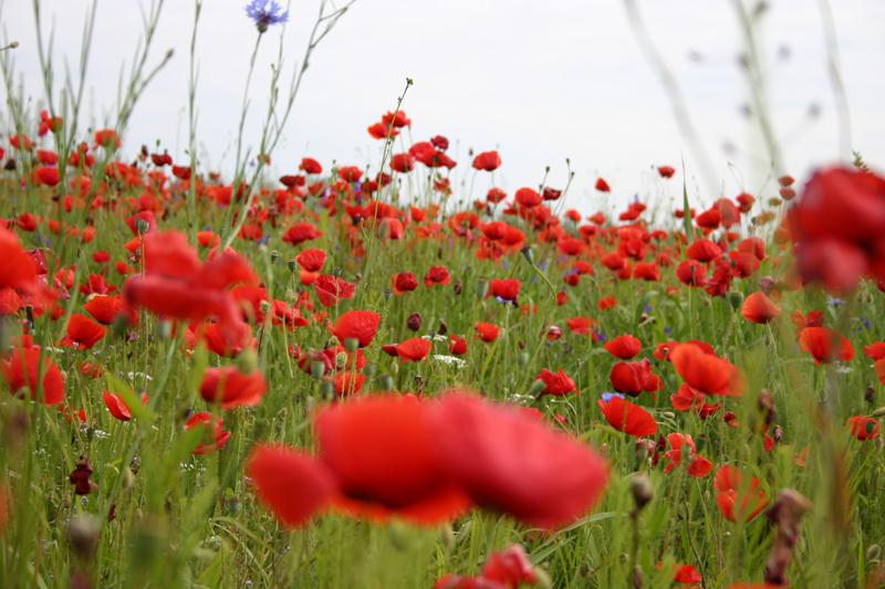 Flores nacionales de Europa - Amapola roja