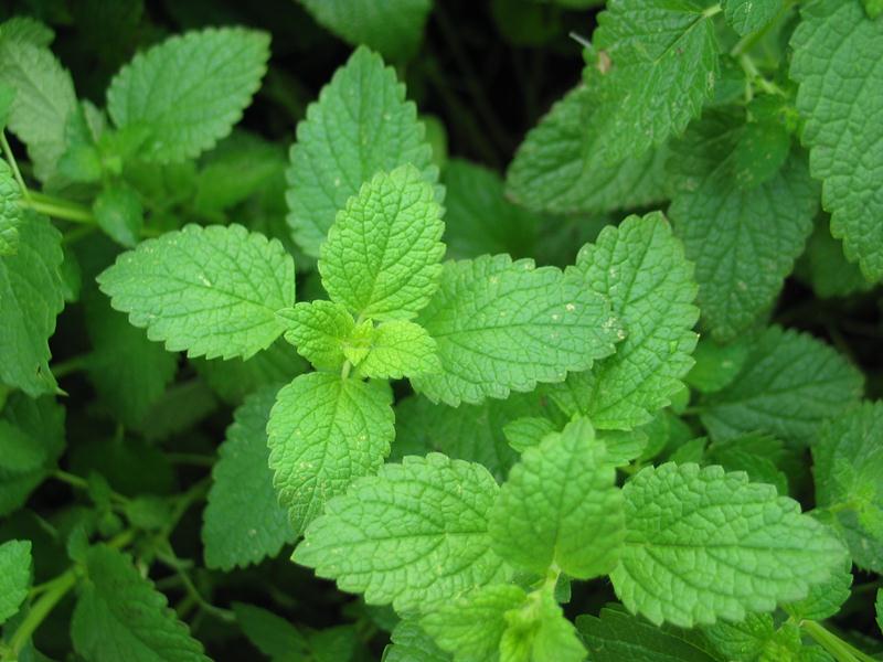 Menta (Mentha x piperita L.)
