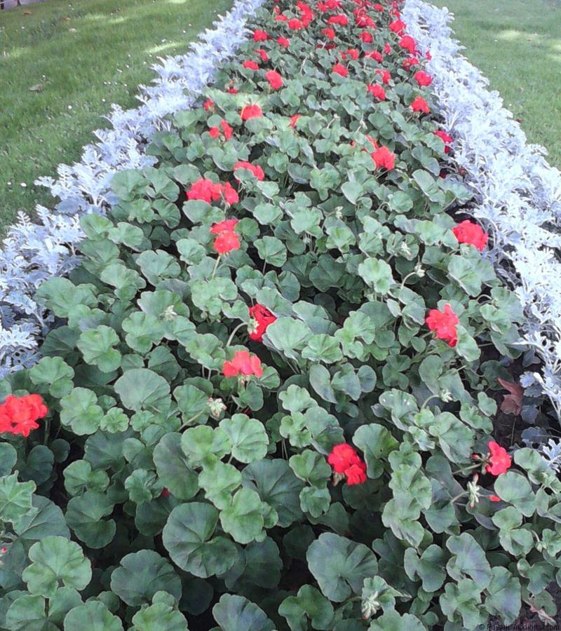 cuidar jardines en verano
