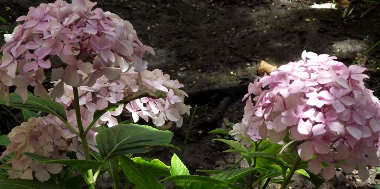 Hortensias