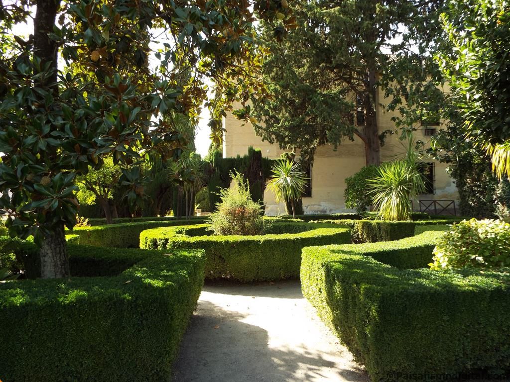 Boj, Buxus sempervirens