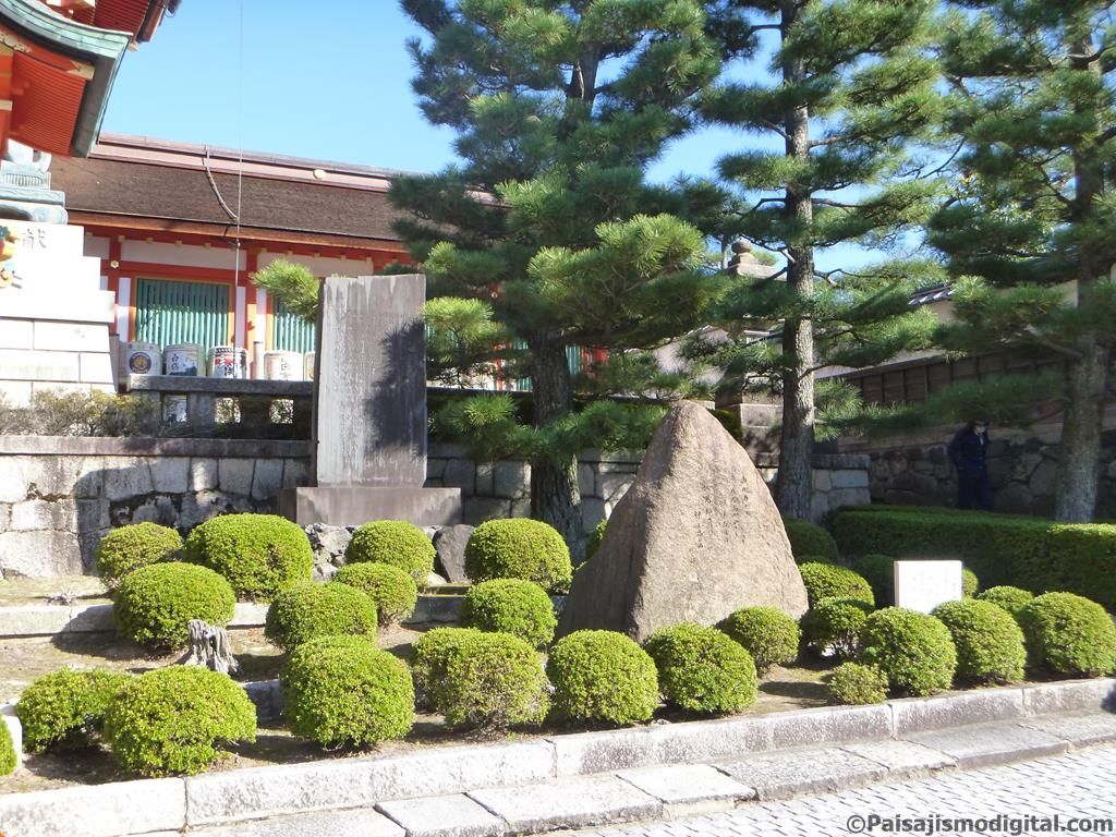 Boj, Buxus sempervirens