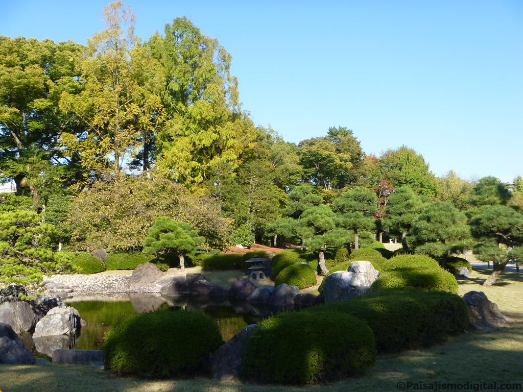 Boj, Buxus sempervirens