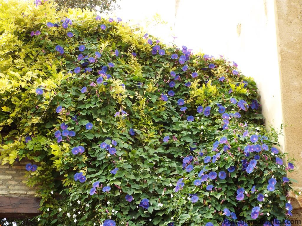 Plantas colgantes