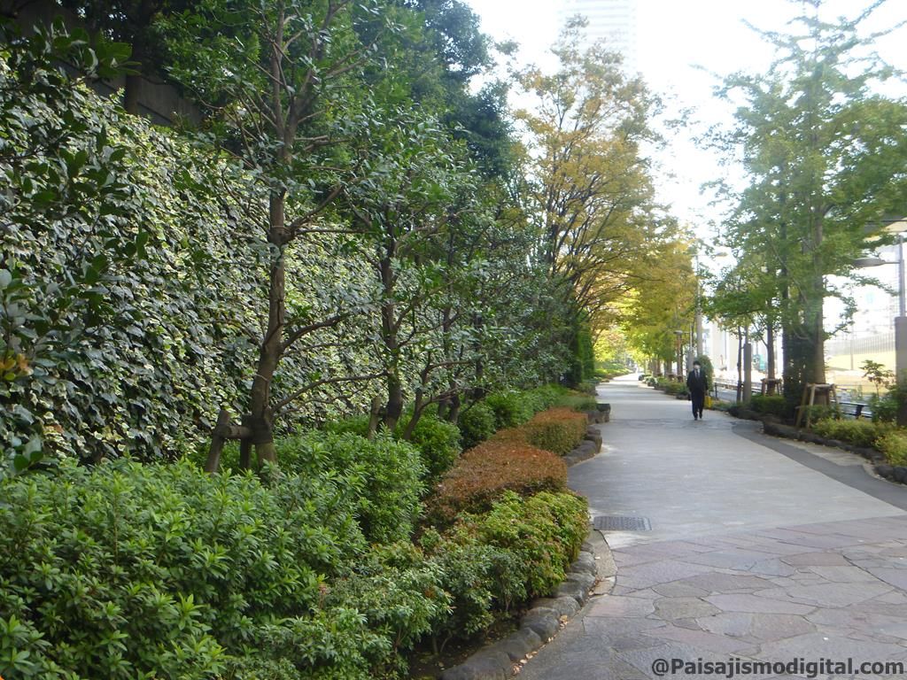 Plantas colgantes