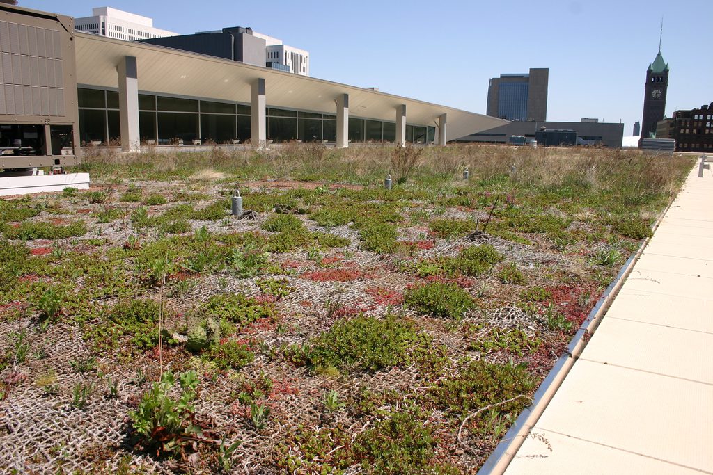 Plantas para techos verdes