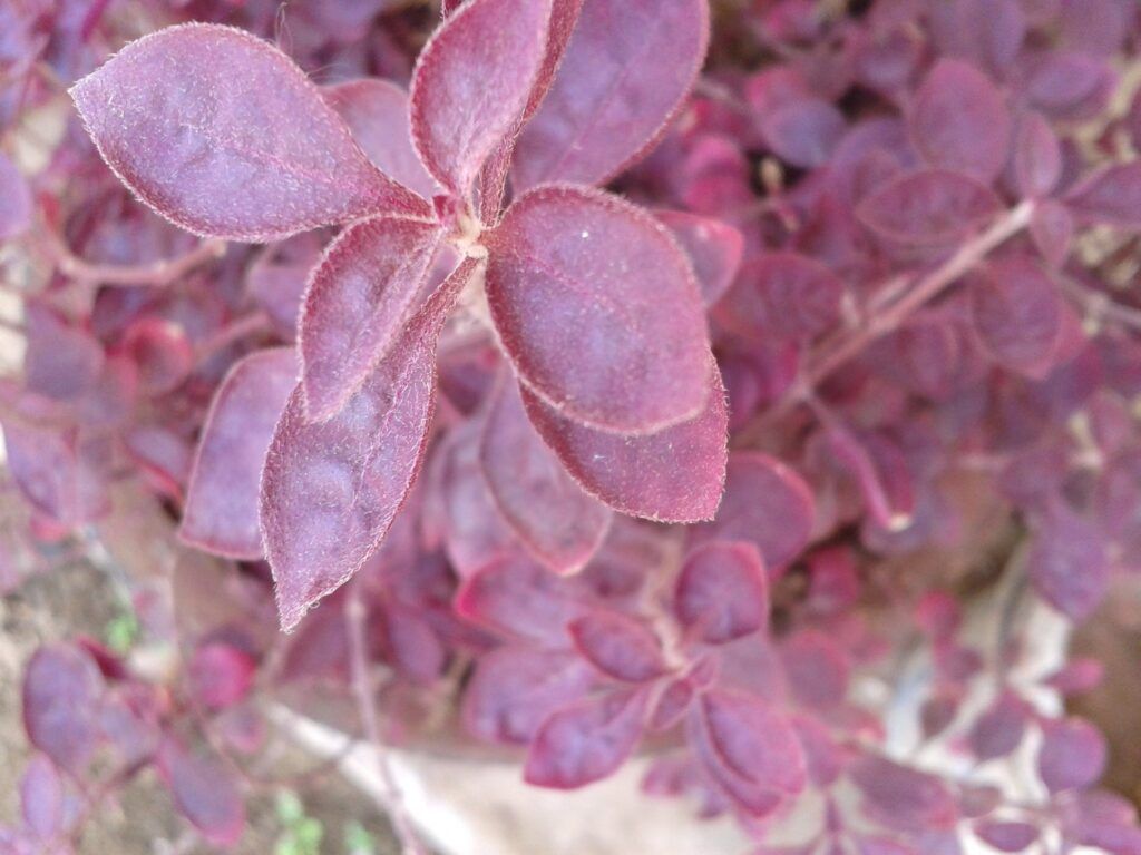 Plantas para techos verdes: Alternanthera Bettzickiana