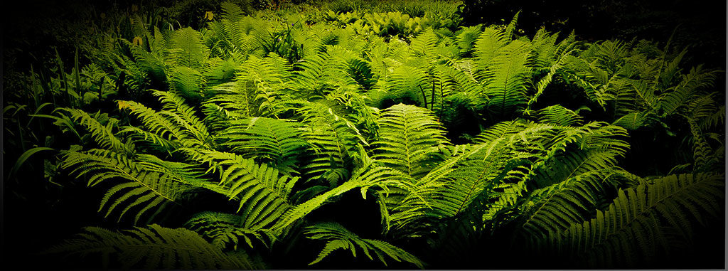 Plantas para techos verdes: Filicopsida