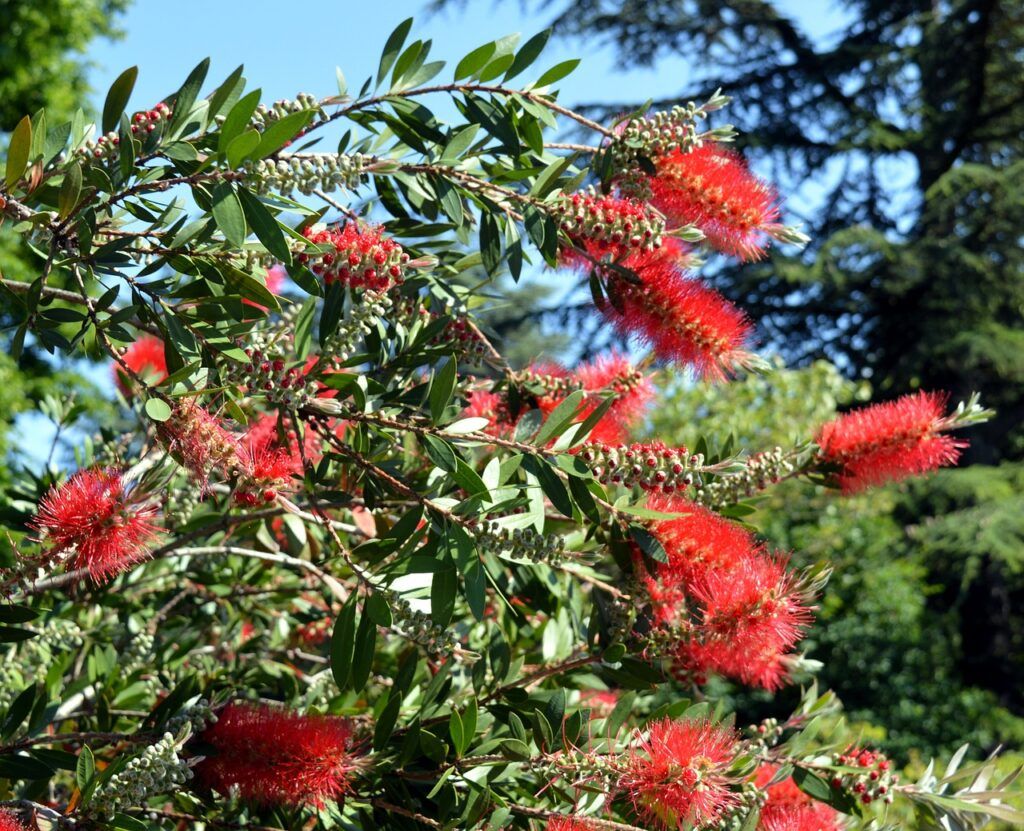 Plantas para techos verdes: Callistemon citrinus