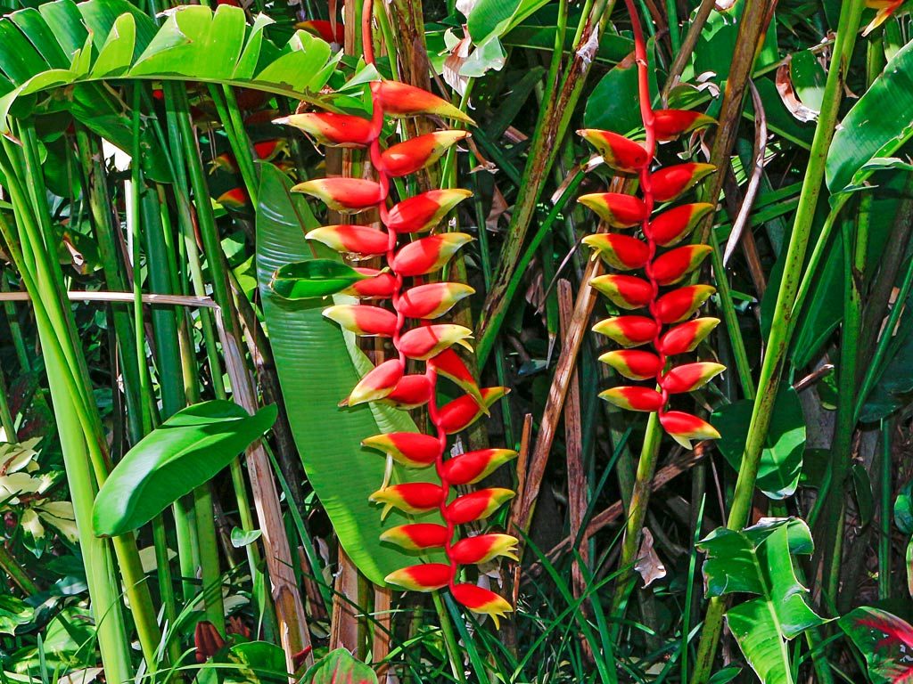 flores nacionales de sudamerica