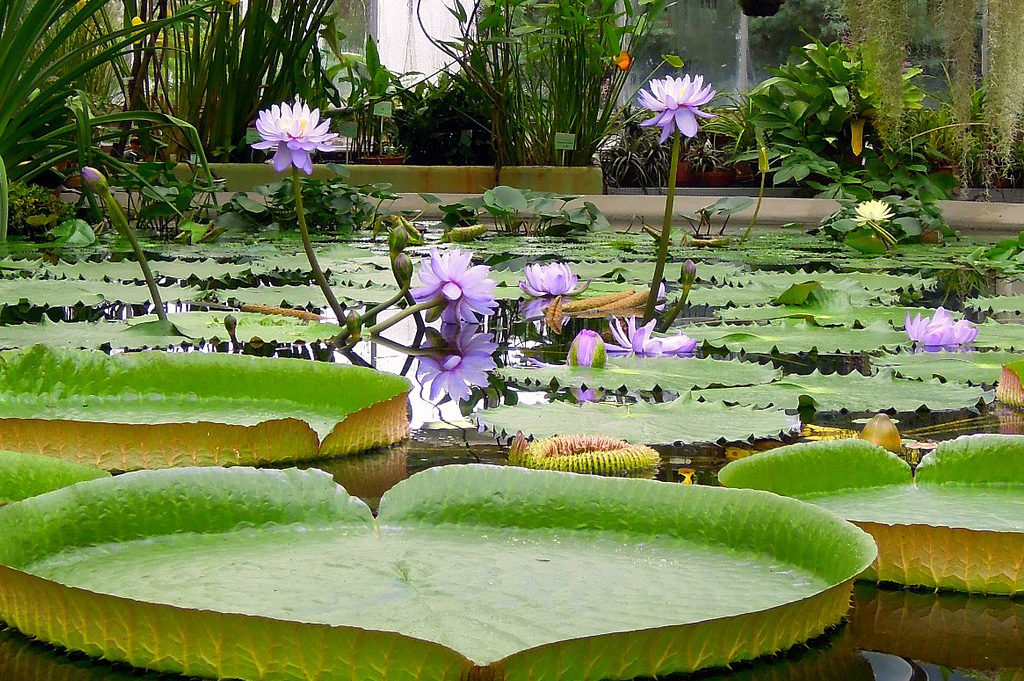 flores nacionales de sudamerica flores nacionales de sudamerica