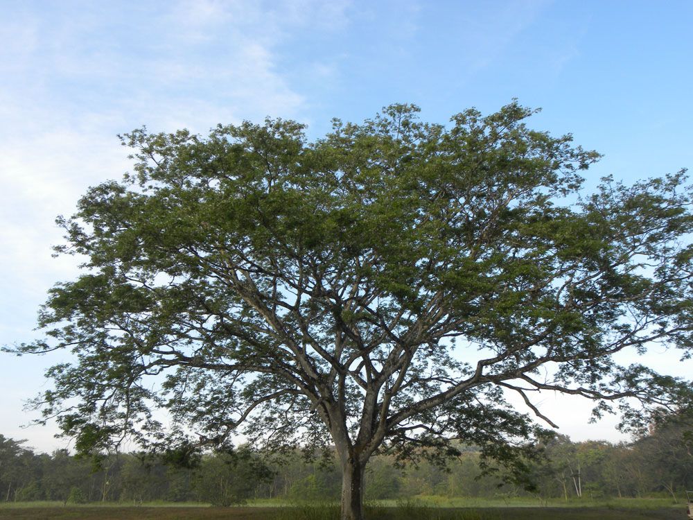 Enterolobium cyclocarpum Enterolobium cyclocarpum