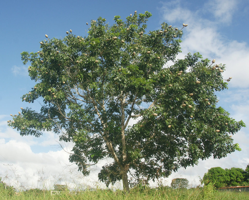 Swietenia Macrophylla Swietenia Macrophylla