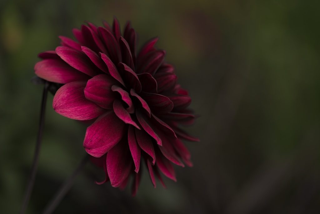 dalia