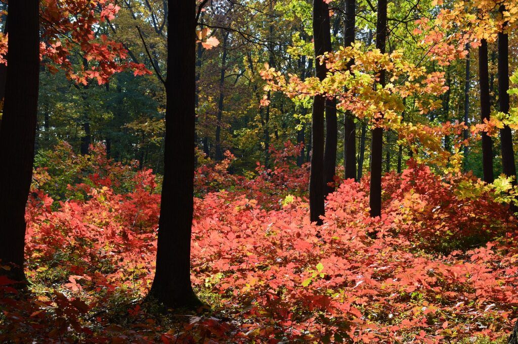 quercus robur