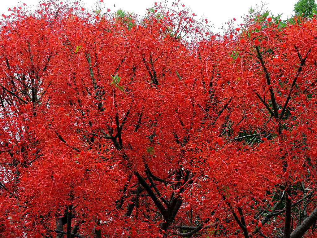 árboles nacionales de América- Brachychiton acerifolius