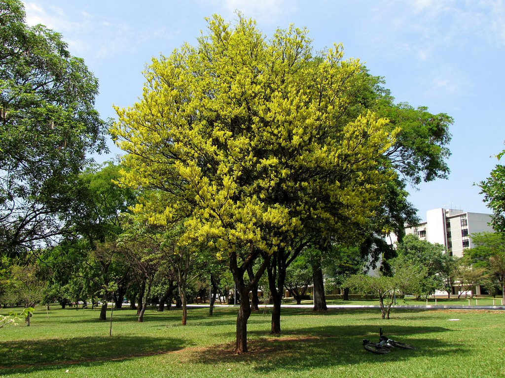 árboles nacionales de América