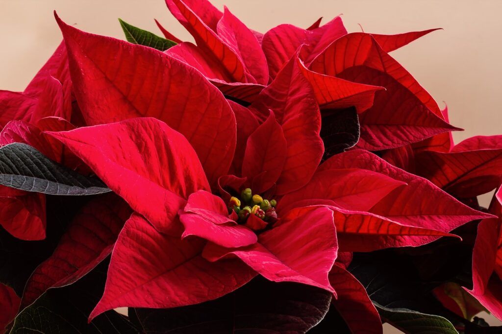 flor de pascua