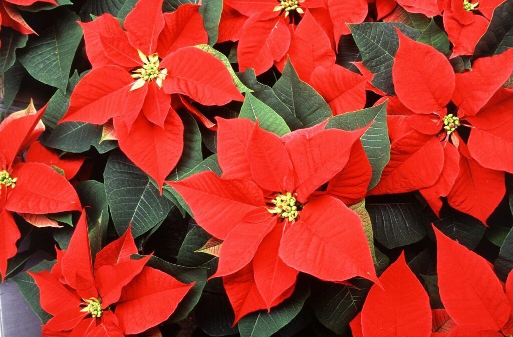 flor de pascua