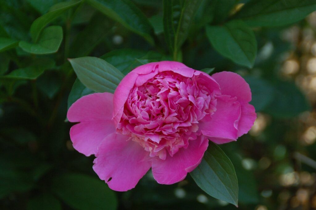 flores nacionales de Asia