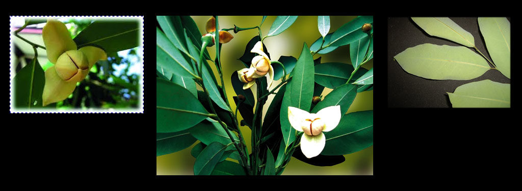 flores nacionales de Asia