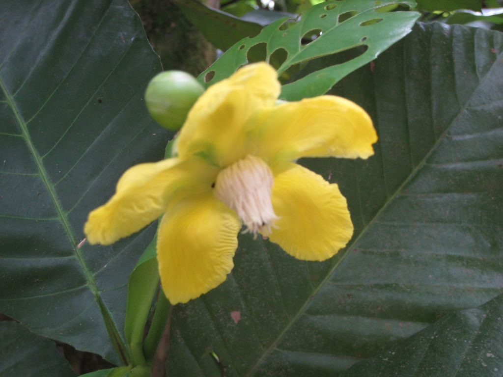 Las flores nacionales de Asia