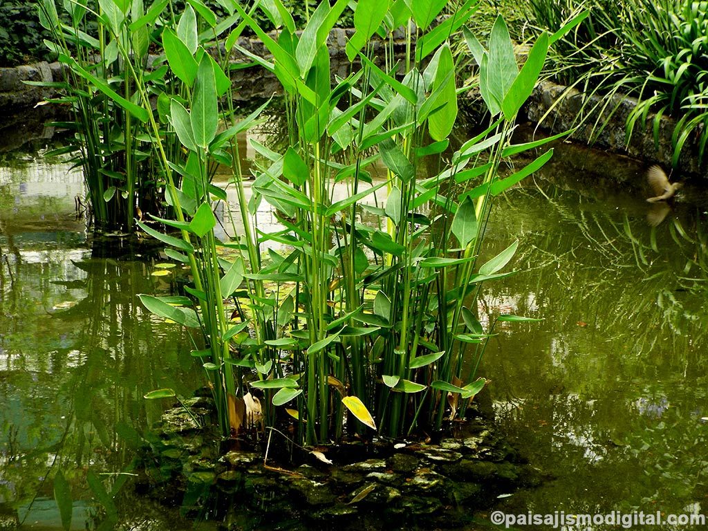 Jardín acuático: las 10 plantas más utilizadas - Flecha verde