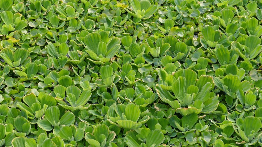 Jardines acuáticos: las 10 plantas más utilizadas - Lechuga de agua
