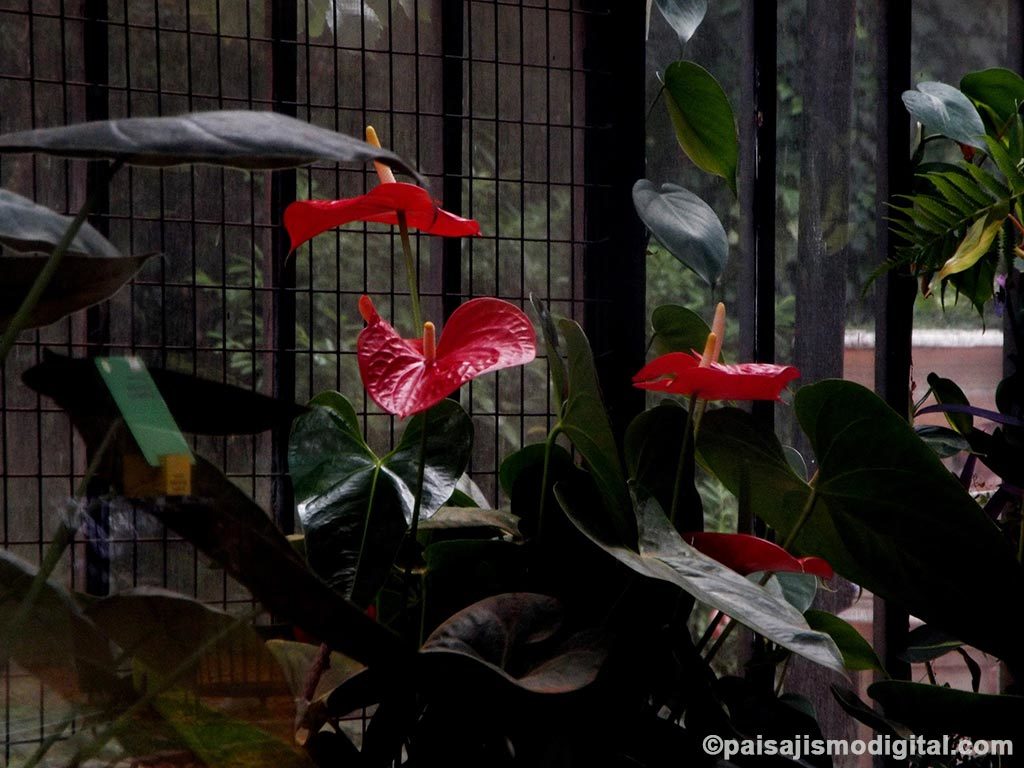 Jardín de agua: las 10 plantas más utilizadas - Cala