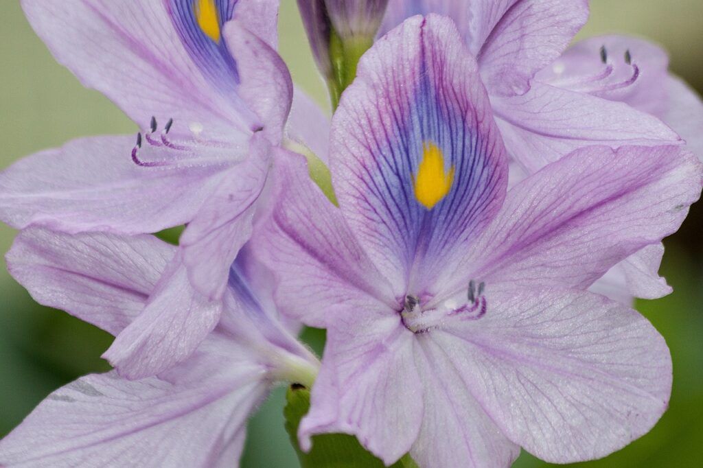 Jardines acuáticos: las 10 plantas más utilizadas - Jacinto de agua