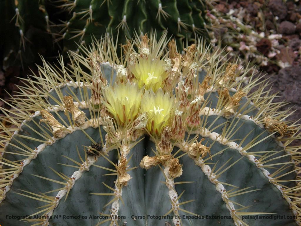 Los 10 cactus más utilizados en jardines y de fácil mantenimiento - Cactus de barril Los 10 cactus más utilizados en jardines y de fácil mantenimiento - Cactus de barril
