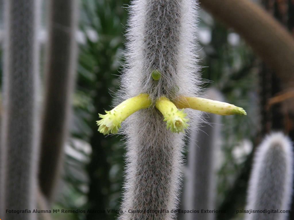 Las 10 cactáceas más utilizadas en jardines y de fácil mantenimiento - Cabeza de viejo Las 10 cactáceas más utilizadas en jardines y de fácil mantenimiento - Cabeza de viejo