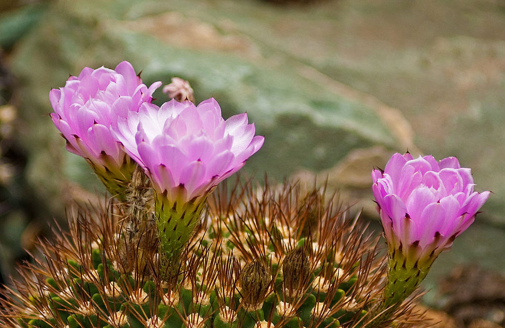 Las 10 cactáceas más utilizadas en jardines y de fácil mantenimiento - Violacea Las 10 cactáceas más utilizadas en jardines y de fácil mantenimiento - Violacea