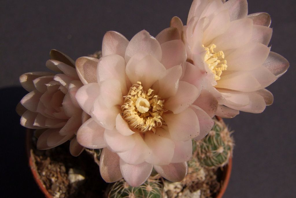 Los 10 cactus más utilizados en jardines y de fácil mantenimiento - Cáliz desnudo Los 10 cactus más utilizados en jardines y de fácil mantenimiento - Cáliz desnudo