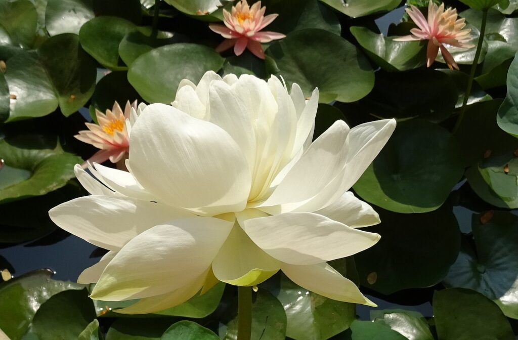 Nelumbo nucifera flores nacionales asiáticas